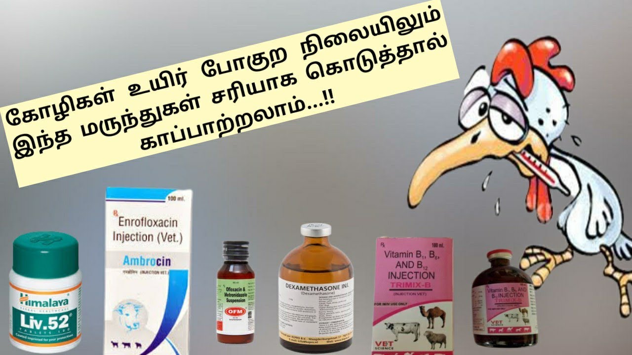 கர், சுக்கா, சளி, காய்ச்சல், கழிச்சல் நோய்க்கு மருத்துவ முறைகள் || நோய் மேலாண்மை || Aariz Farms
