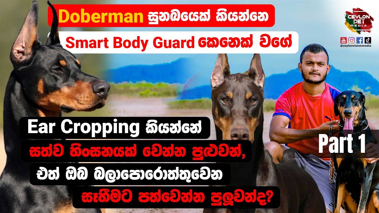 🦮Doberman | Body Guard 👮🦮කෙනෙක් ගෙන් වගේ සුපිරි ආරක්ෂාවක් ඕනෙනම් Doberman කෙනෙක් හදන්න - Part 01