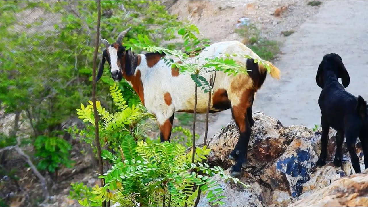 Very Nice Goat on The Mountaintop of Phnom Crom Mount