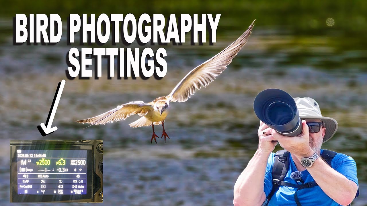 Bird Photography and the Camera Settings I Use OM 1 MK II