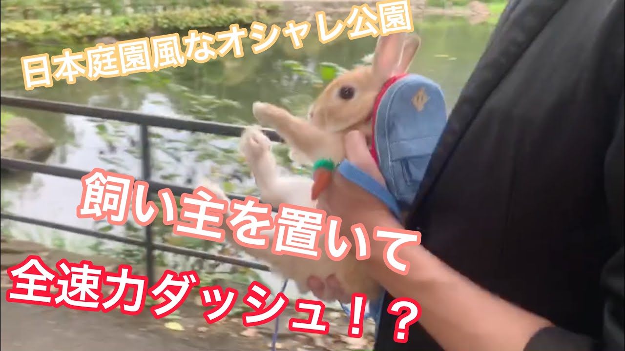 #12② 時速60km!?ネザーランドドワーフうさぎが飼い主を置いて全速ダッシュ！日本庭園公園うさんぽCute Netherlands dwarves bunny walk in park.