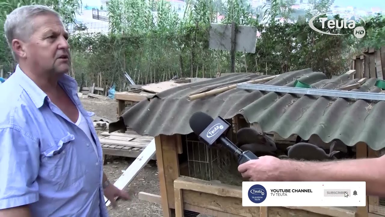Ferma e vogël e lepujve, pulave, patave, rosave dhe shkurtave në  mes të qytetetit