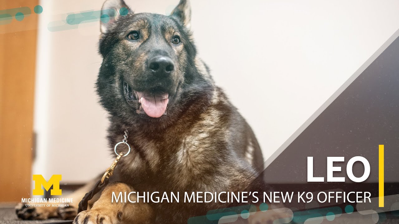 Leo: New K9 Officer for Michigan Medicine