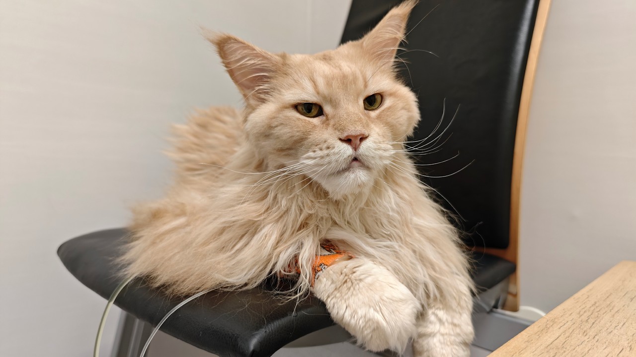 Операция Бастера
