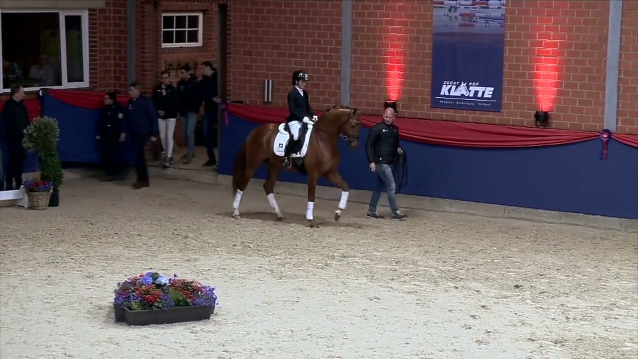 PJETHRO v. Kjento x Desperado x Houston Hengste 2024 www.klatte.de