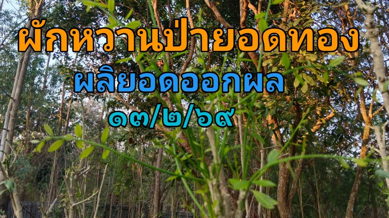 ผักหวานป่ายอดทองผลิยอดออกผล ๑๓/๒/๖๙