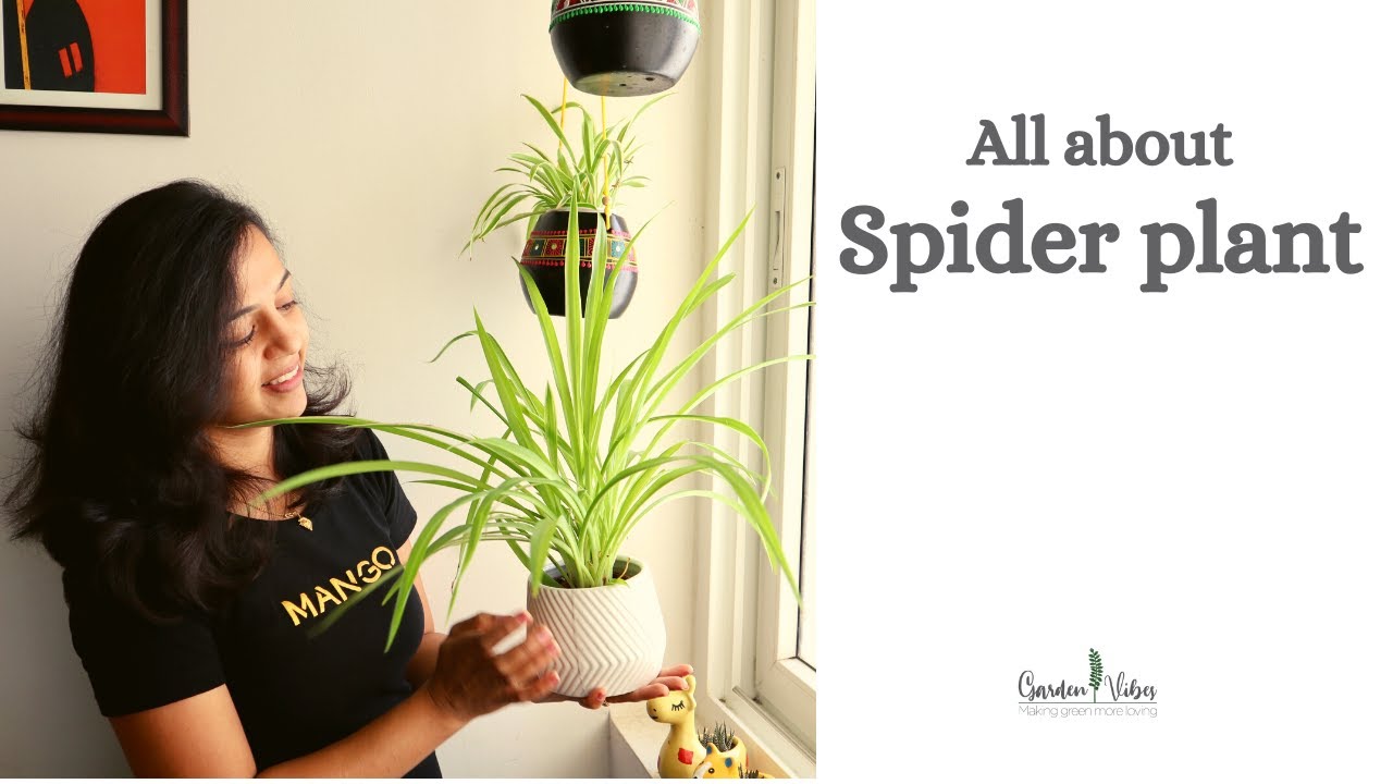 How to Grow & Care Spider plant | Summer Care Tips for Spider plant | Garden Vibes