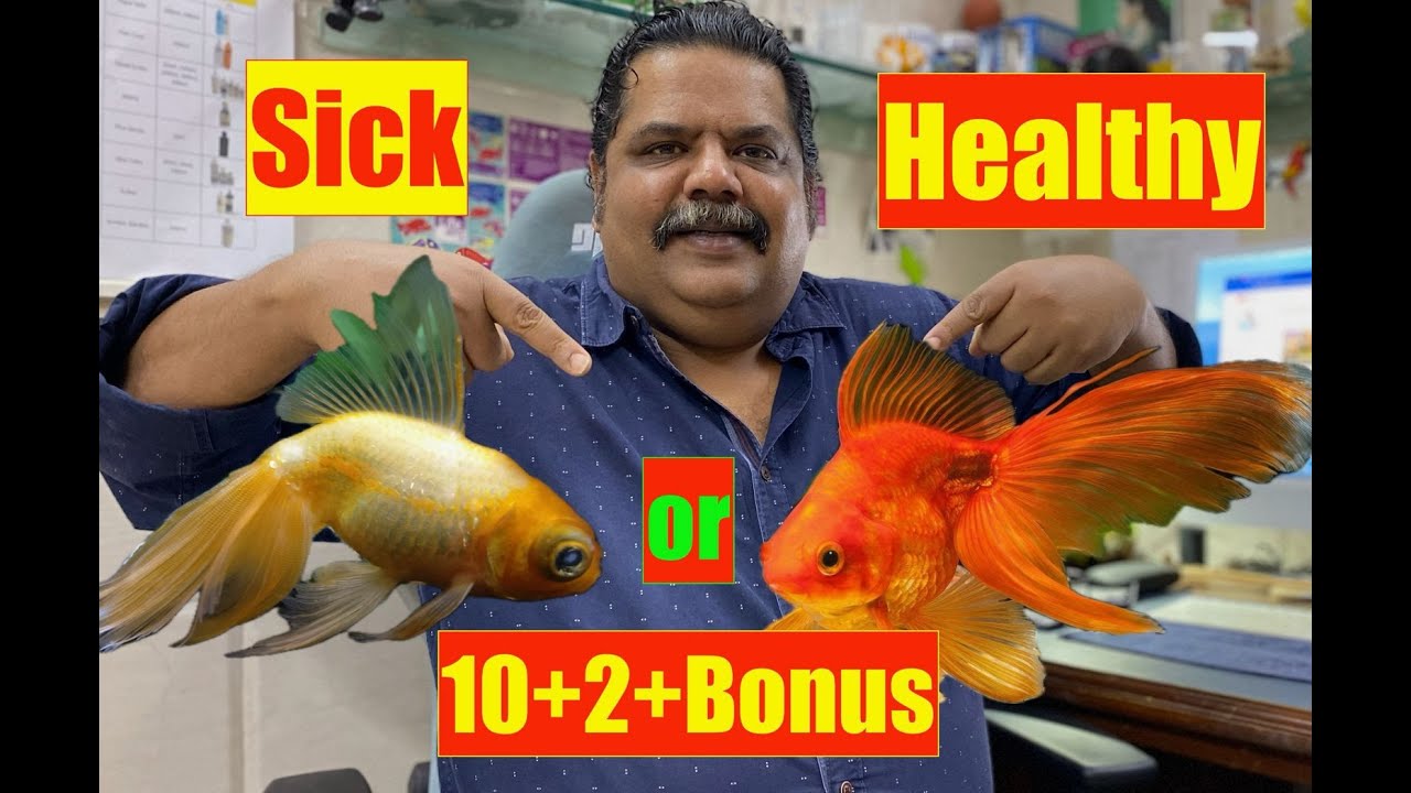 10+2 Healthy Fish Aquarium | How to - Is Your Aquarium Fish Healthy ? Mayur Dev Aquascaper  4K