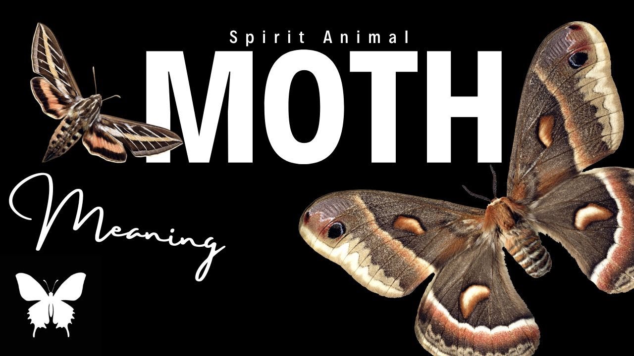 Why You Keep Seeing Moths | Moth Spirit Animal | Moth Spiritual Symbolism