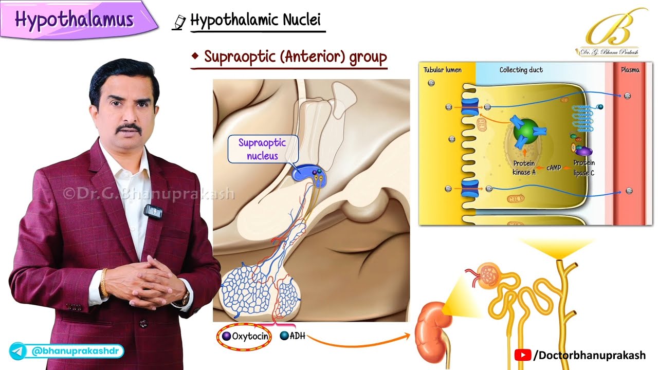 Hypothalamic Nuclei & Their Functions &ndash; Quick Review | USMLE Step 1 | Dr G Bhanu Prakash