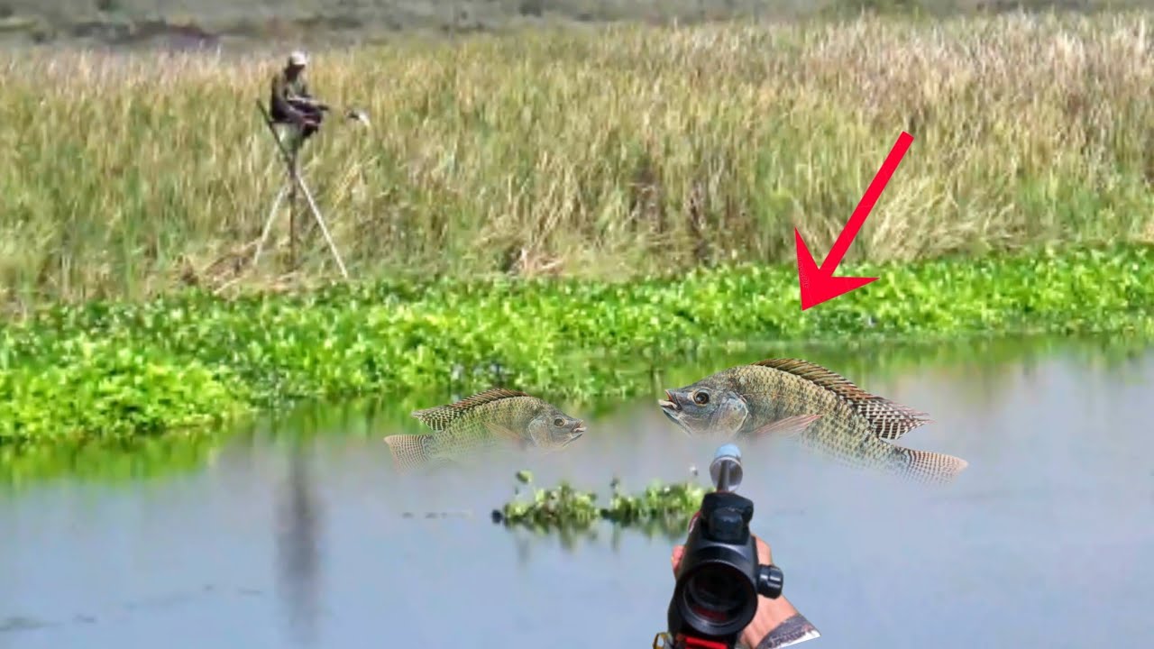 Gila ikannya terlihat jelas PASER IKAN NILA EKOR MERAH