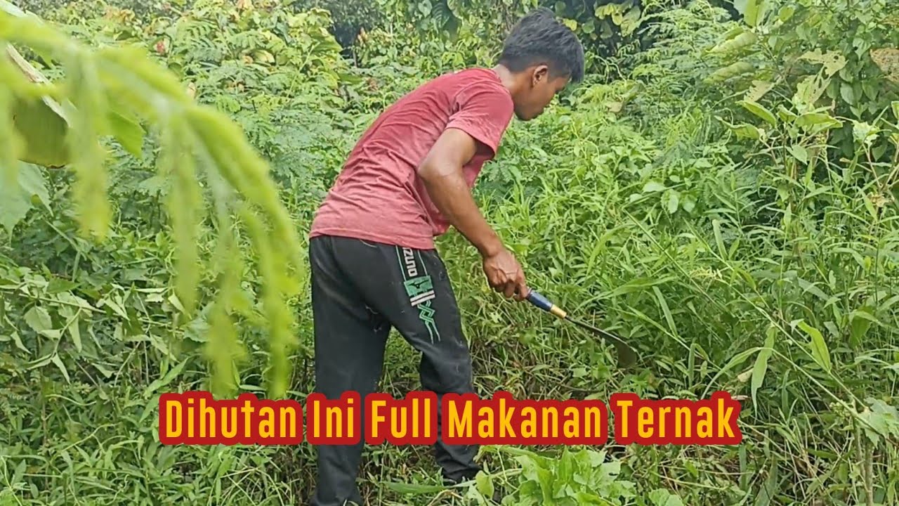 Babat atau ngarit? berburu rumput liar untuk pakan ternak, didalam hutan ini full melimpah hijauan.