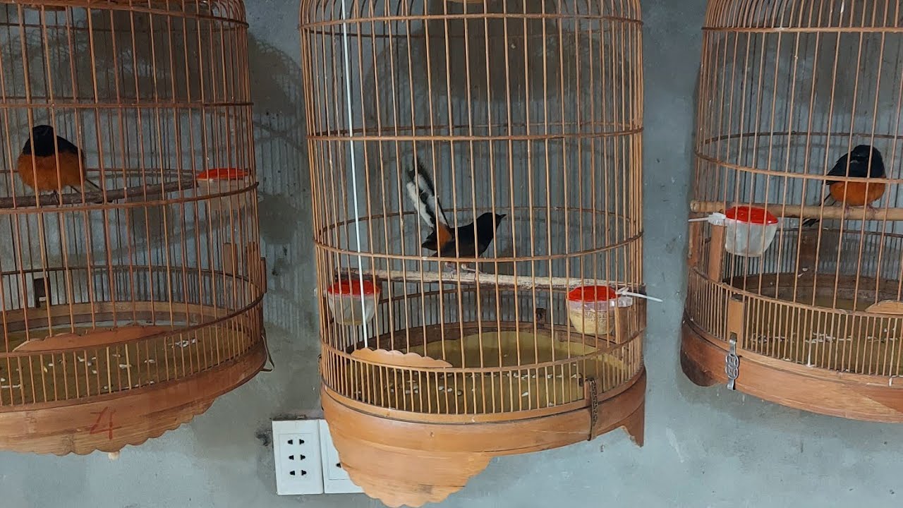 chòe lửa bỏ cám lý do tại đổi cám khác hoặc cho ăn mồi tươi quá nhiều