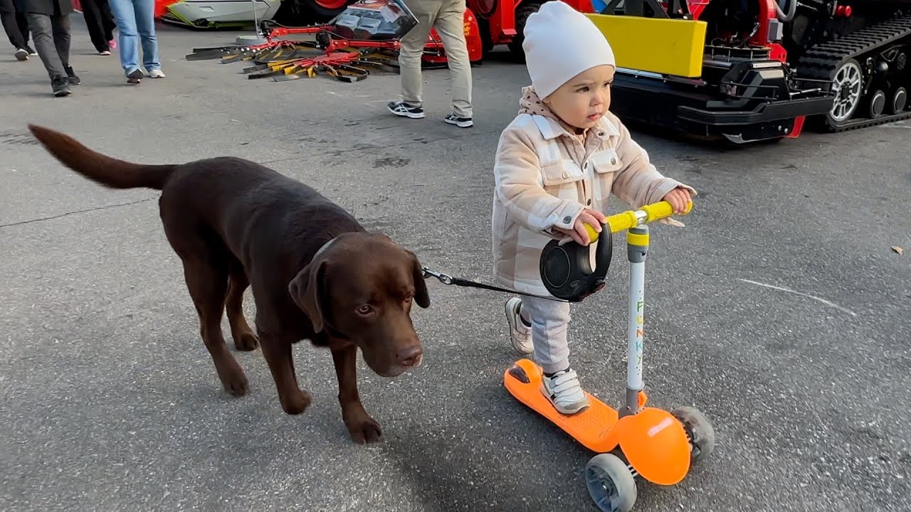 How Dog Protects The Baby's Scooter! Cutest Ever!
