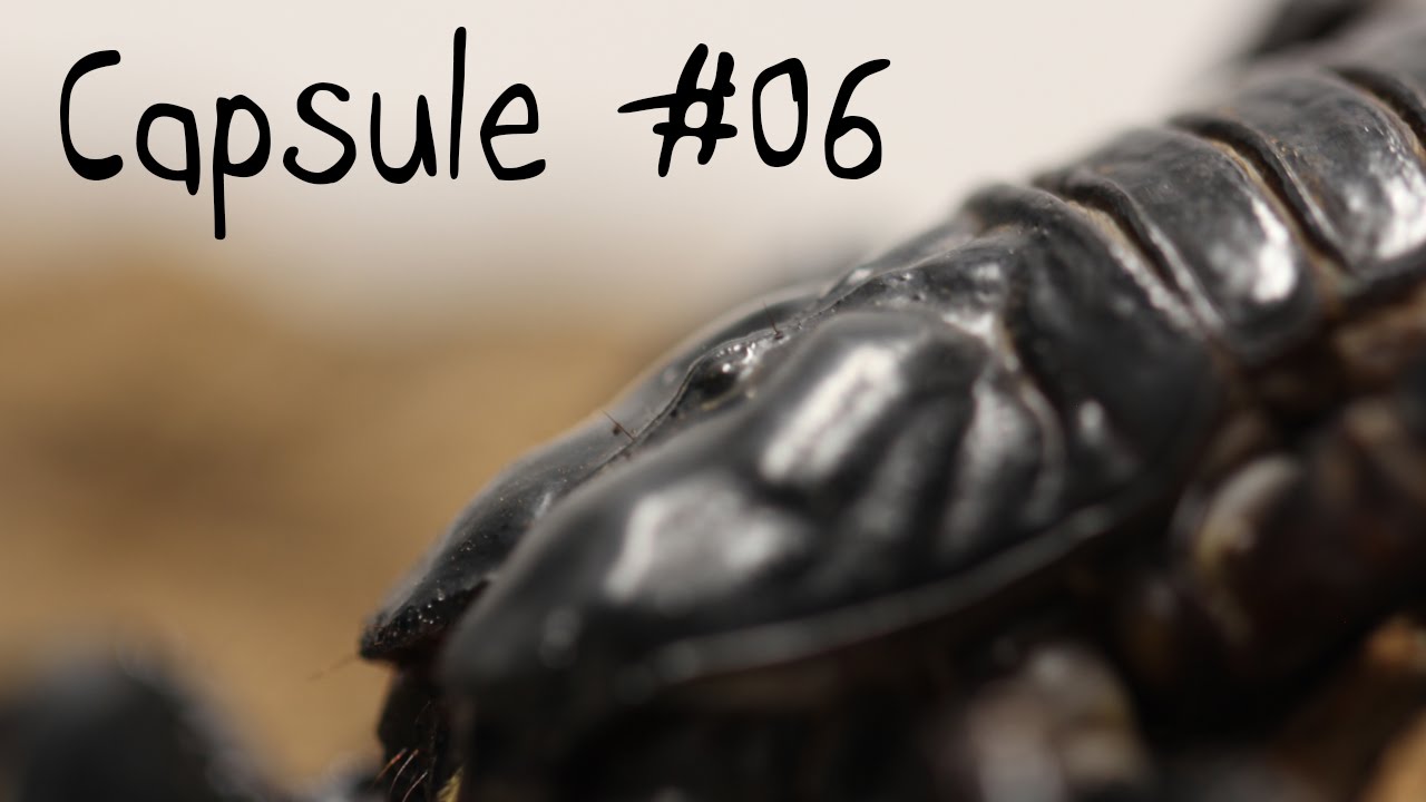 Capsule #06 - Les secrets du scorpion
