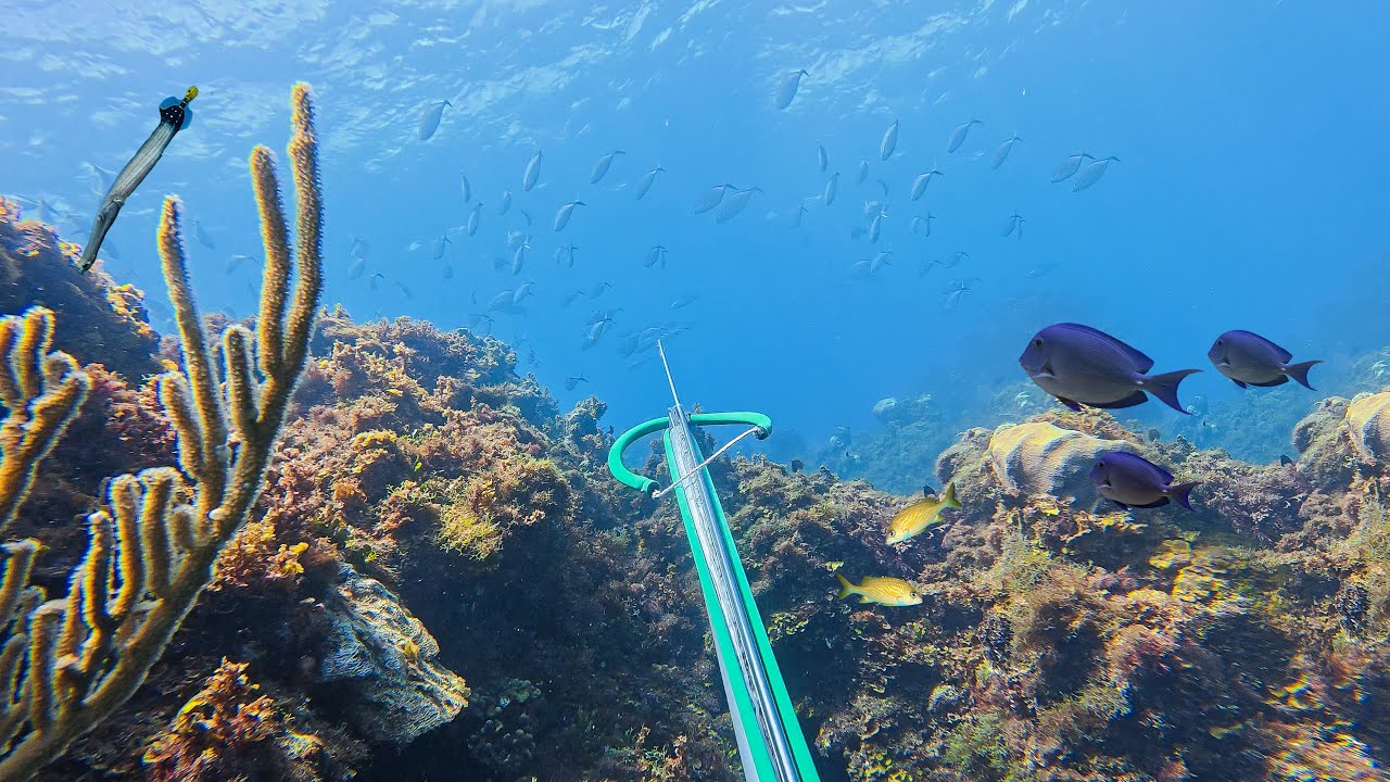 Speargun At Work🔥 Diving And Hunting Fish🐟