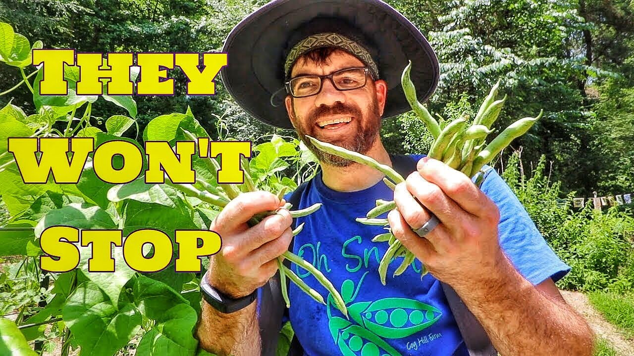 Why RATTLESNAKE Pole Beans!?!
