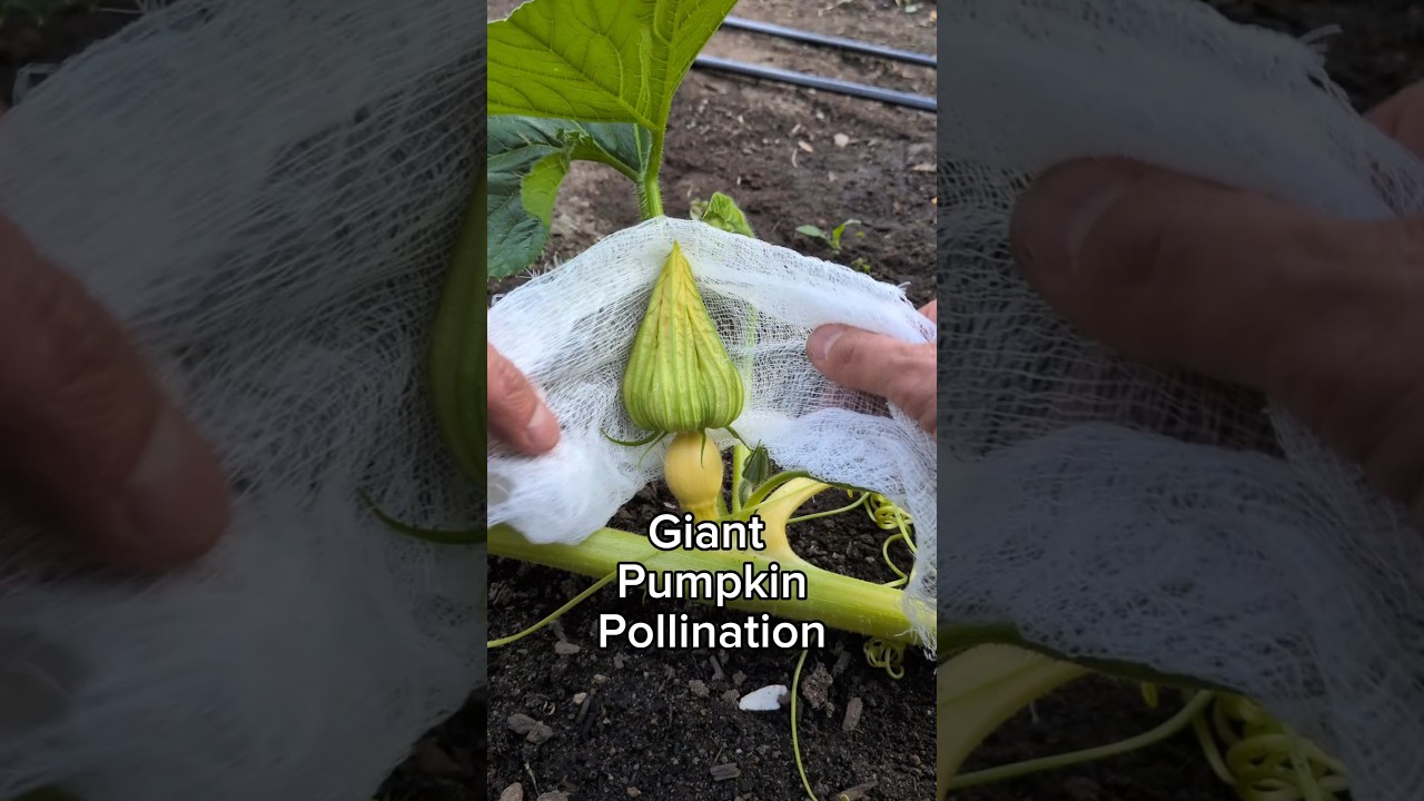 I hope this weighs 400lbs in 30 days 🎃 #giantpumpkin #asmr #gardening #plants #pumpkin #flowers