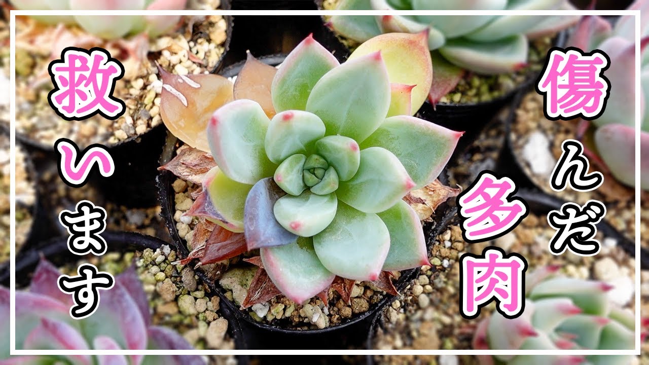 【多肉植物】なんだか色が変…？この多肉、救いたい！
