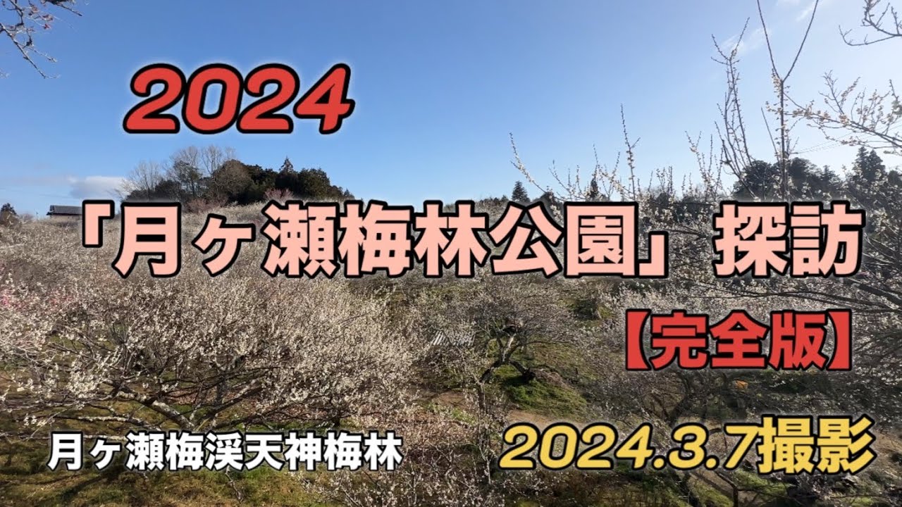 【完全版2024奈良月ヶ瀬梅林探訪】2024.3.7撮影　見頃を迎えた月ヶ瀬梅林を探訪してきました❗️ #うめ #なら#つきがせ#みごろ