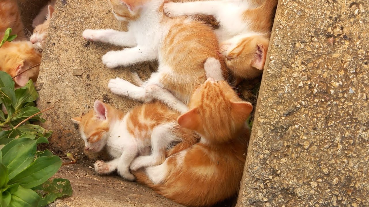 Jutros došla prinova 7 blizanaca