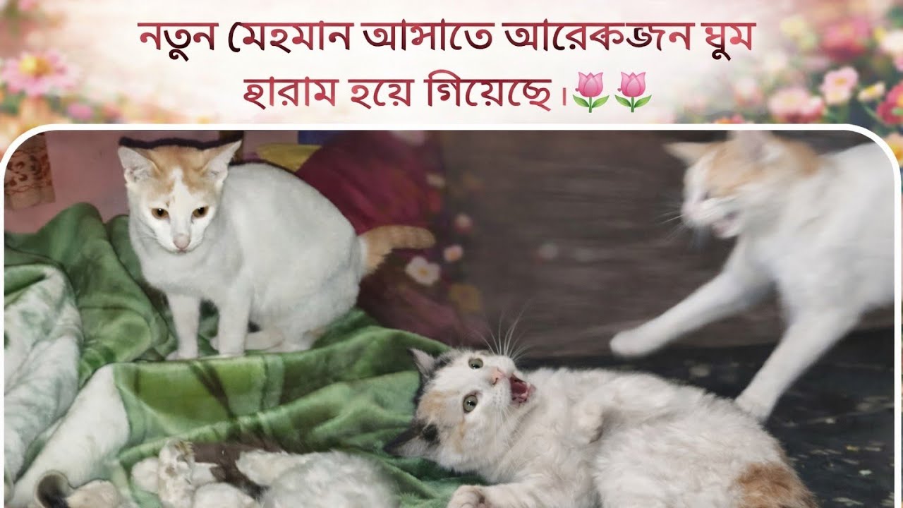 নতুন মেহমান আসাতে আরেকজনের ঘুম হারাম  হয়ে গিয়েছে।। 🌷🌷🌷