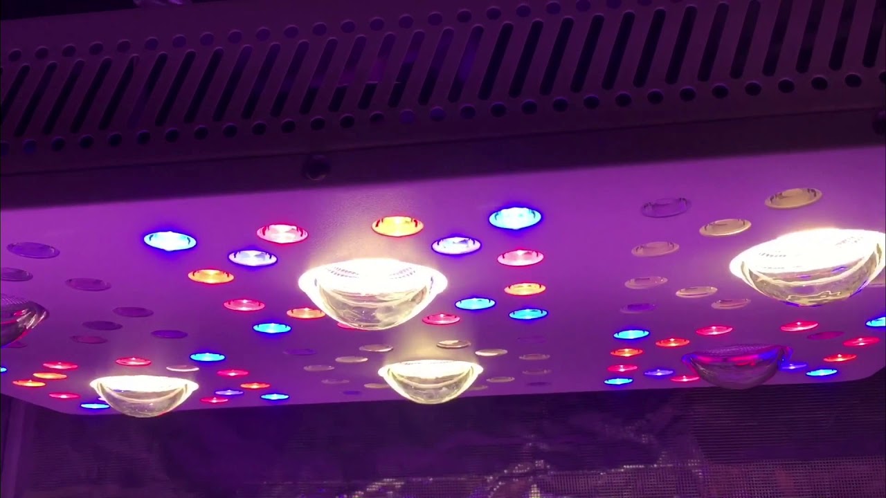 BEST LED GROW LIGHT ON THE MARKET  BLACK DIAMOND PREFECT SUN COB