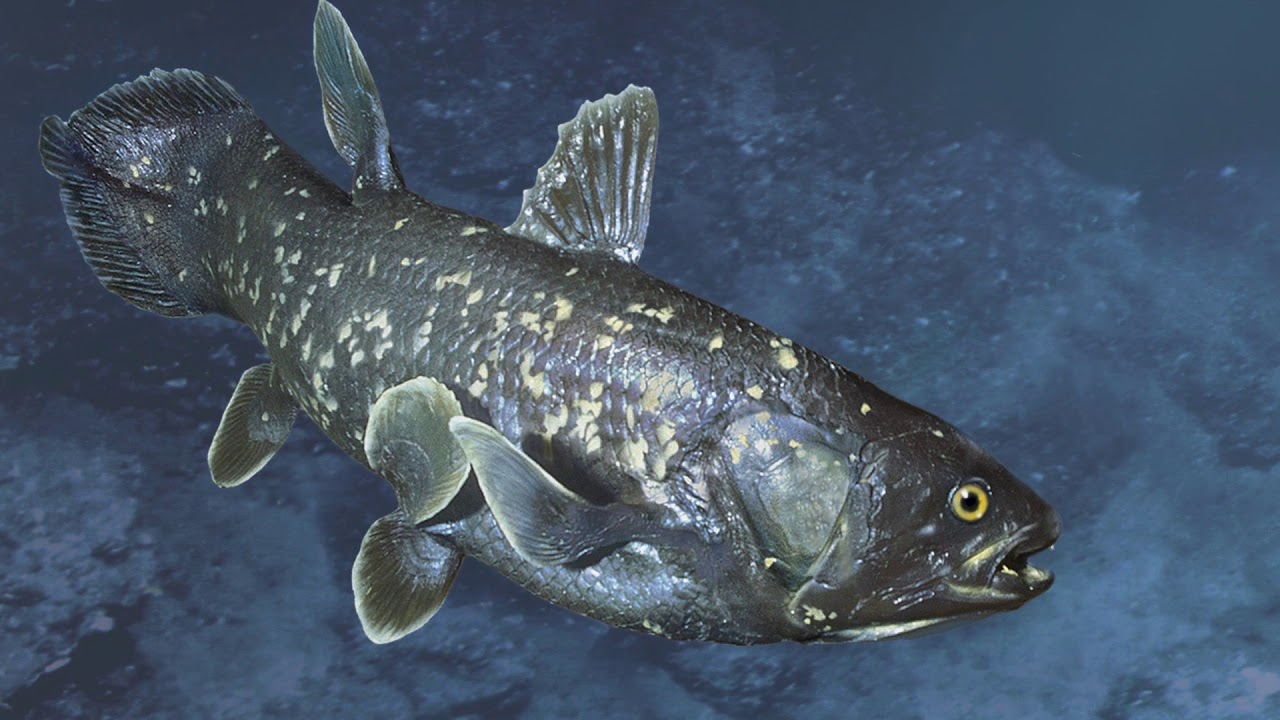 Le plus vieux poisson du monde, le cœlacanthe, est menacé de disparition
