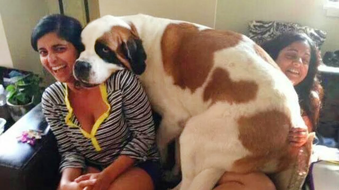 The Big Dog Thinks He's a Lap Dog! 🤣 Funny Dog Video