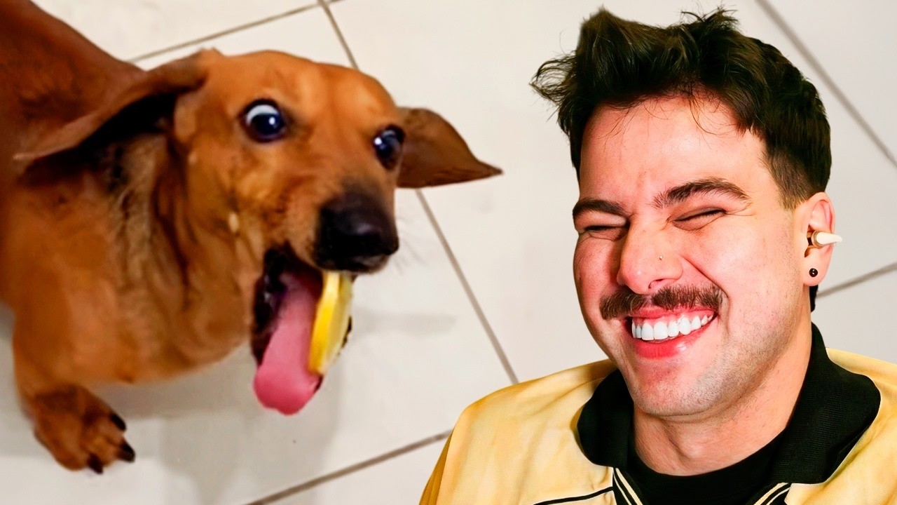 os cachorros MAIS ENGRAÇADOS que achei na internet