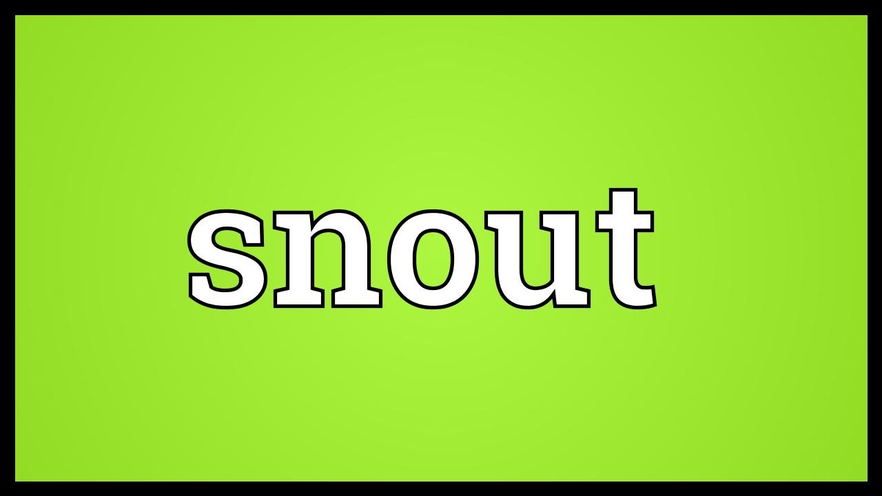 Snout Meaning