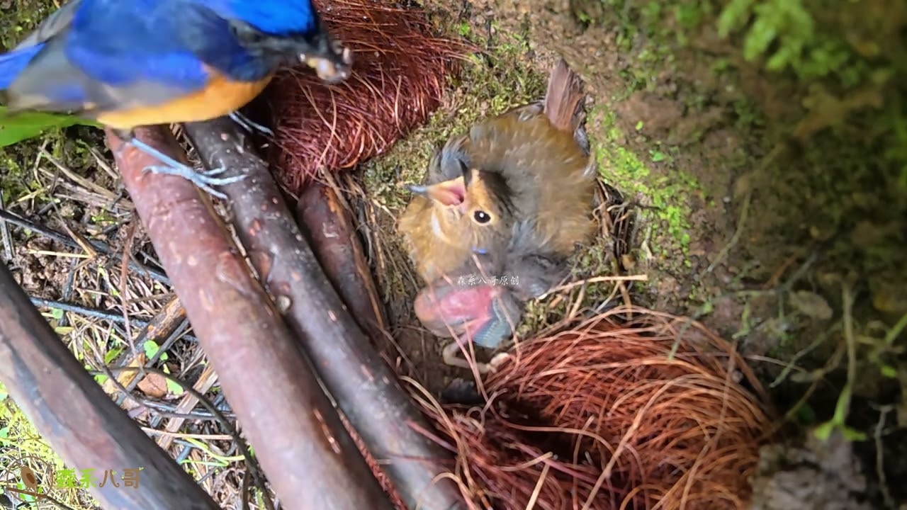 After the two chicks were rescued and put back into the nest, the cuckoo immediately pushed them out