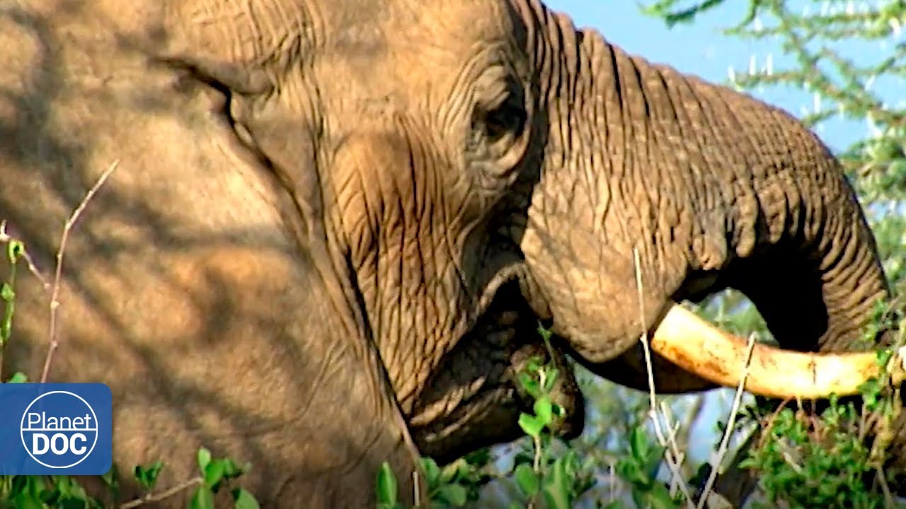 How do animals survive on Shaba?