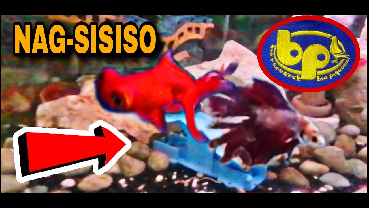 nakakita ko isda marunong mag-siso sa BIO RESEARCH hypermart