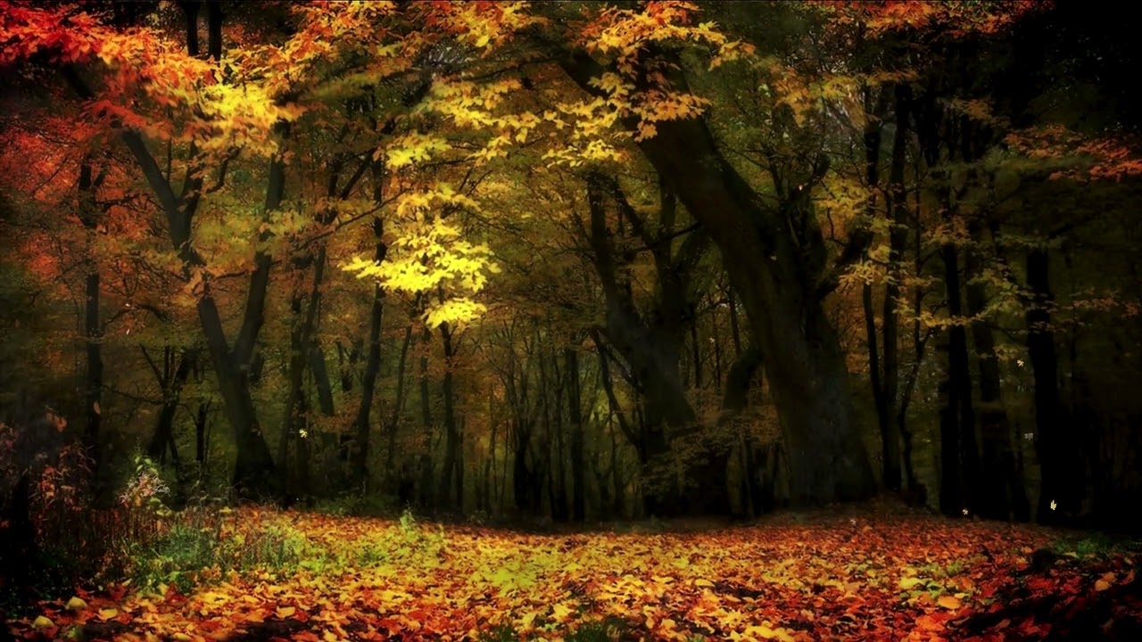 🍂 Tranquilidad Oto&ntilde;al: Un Paseo Relajante por el Bosque 🍁