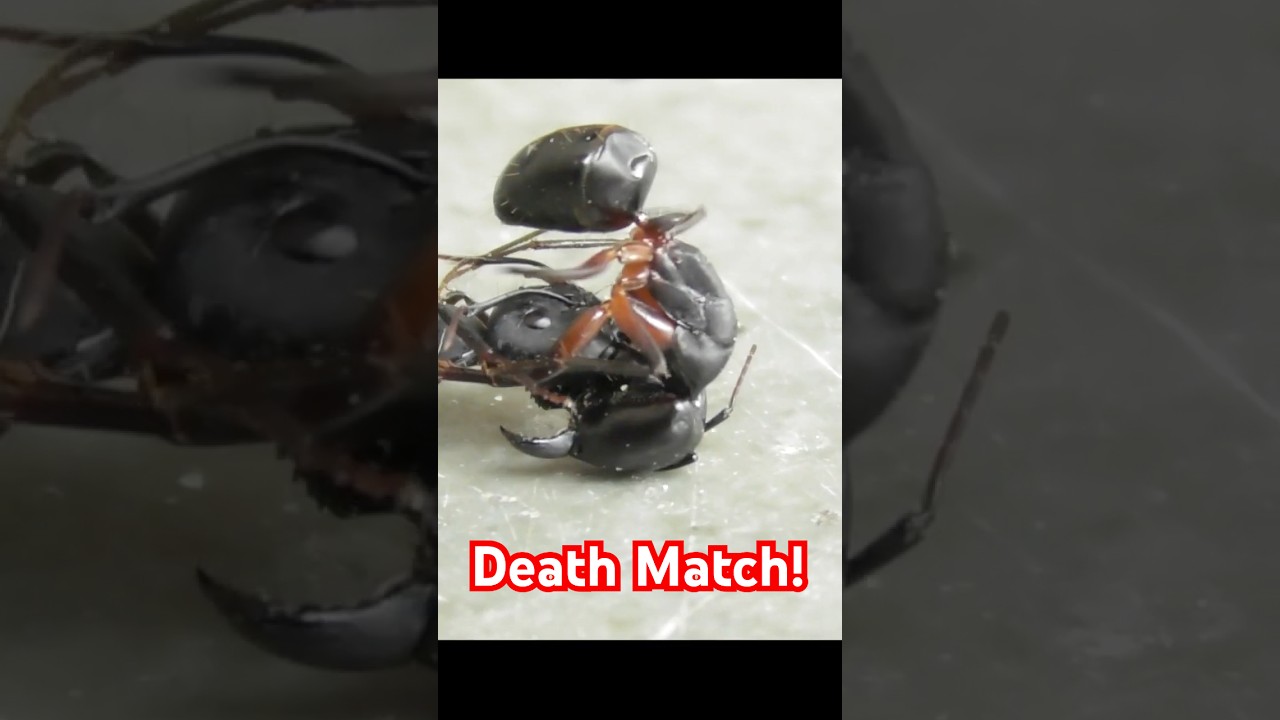 Death Match for The Queen!