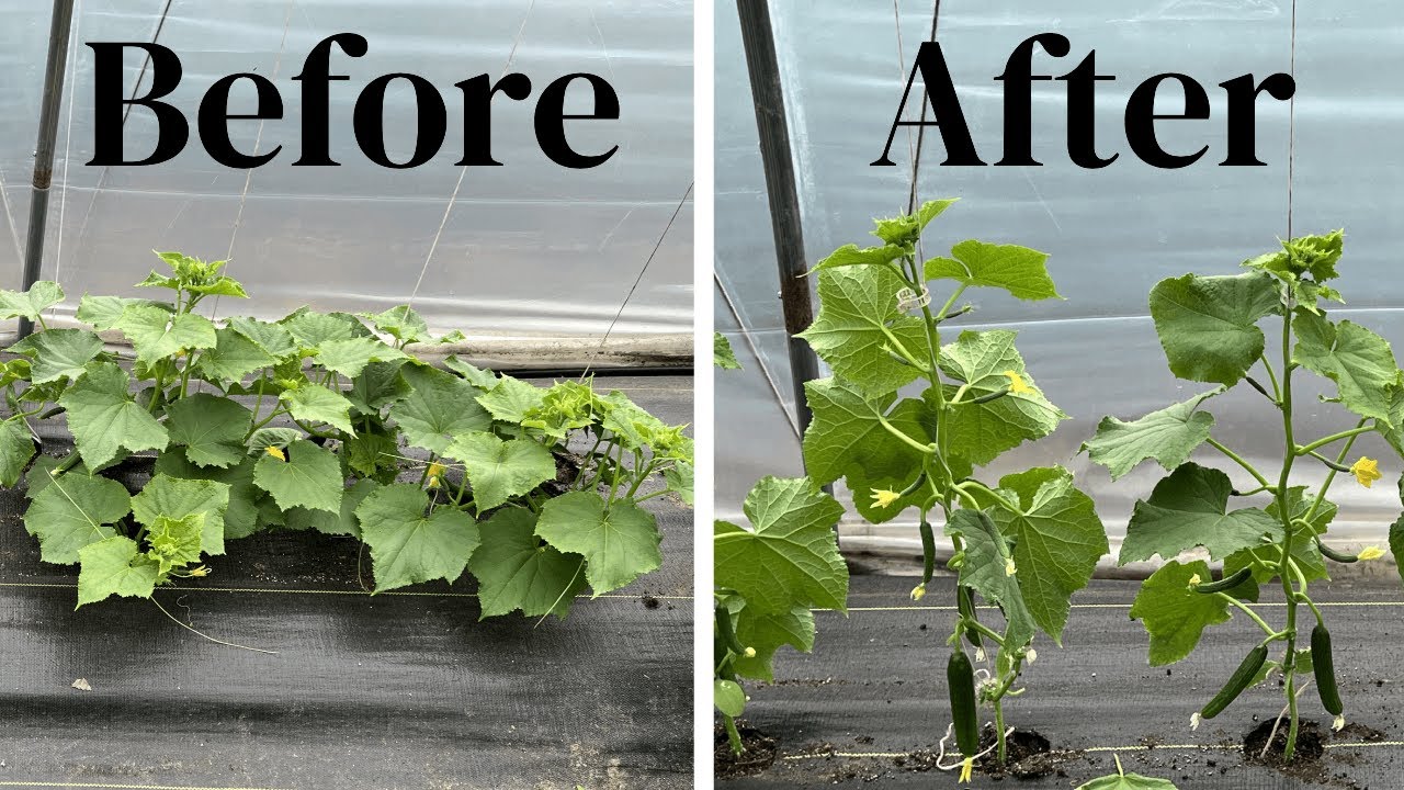Easy Way to Grow Cucumbers Vertically With a Trellis