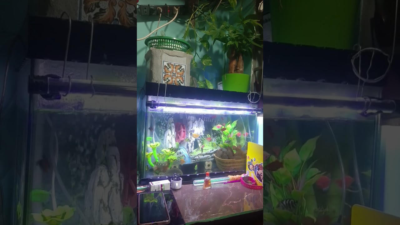 to&agrave;n cảnh hồ c&aacute; #khinguyenvlog