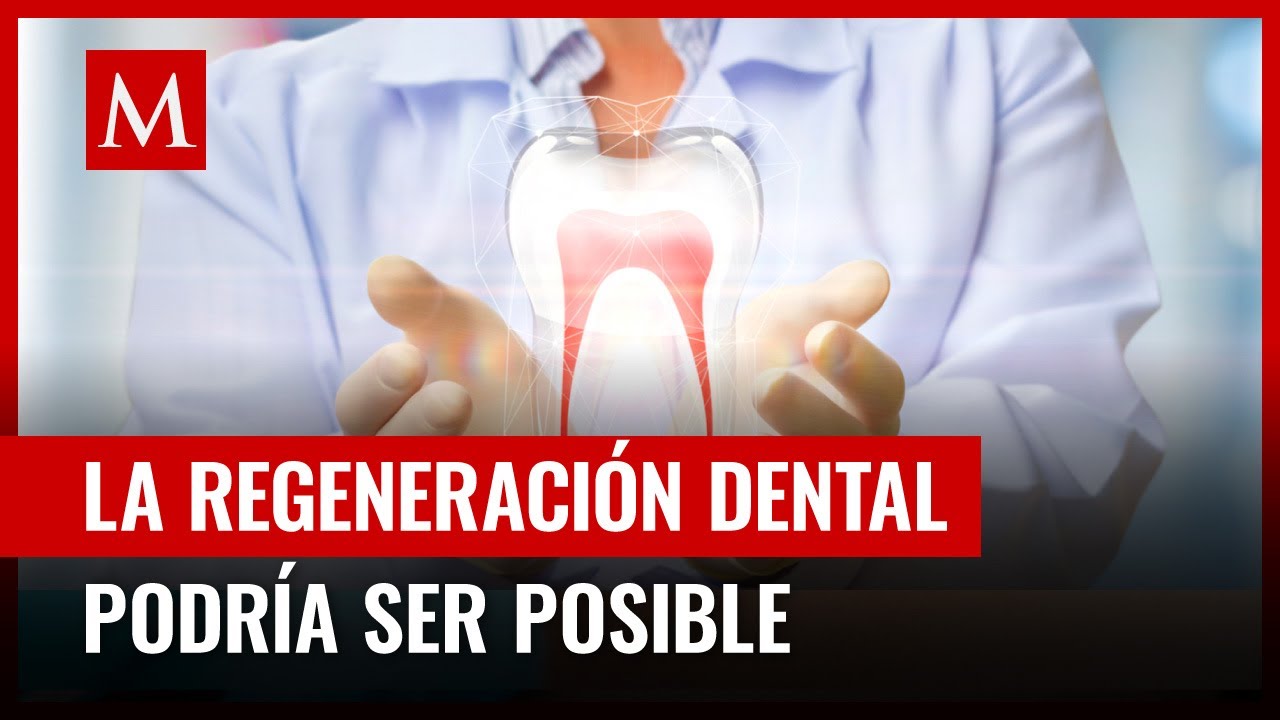 ¿Adiós a los implantes? Analizan fármaco que regenera los dientes y así es como funcionaría