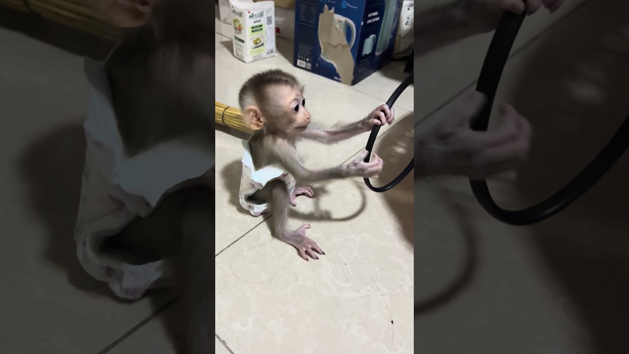 Mary is sitting a lone #monkey #mary #animals