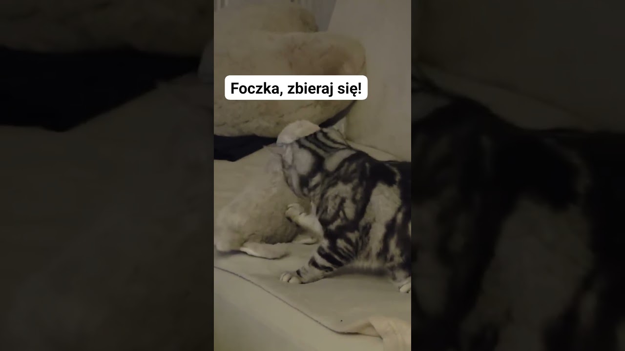 Dość tej zimy! Kapitan Skipperek wraca na jacht! Śmieszne koty #śmieszne koty