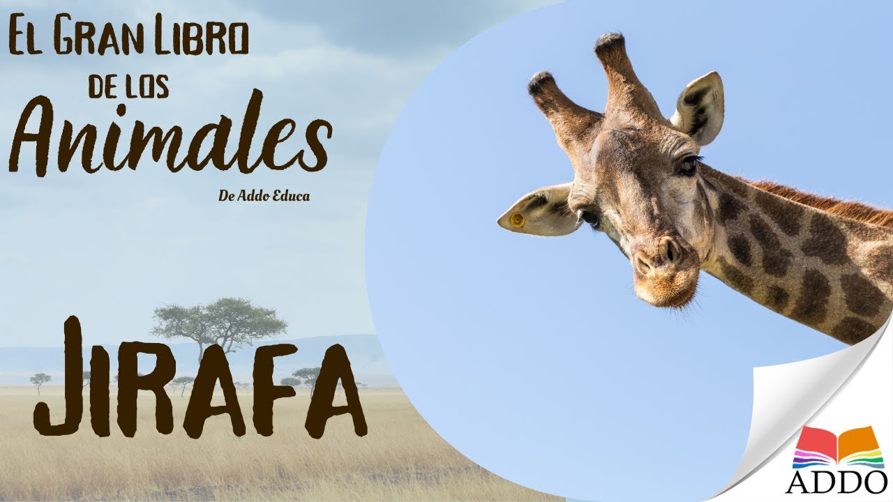 APRENDER sobre LAS JIRAFAS para NIÑOS
