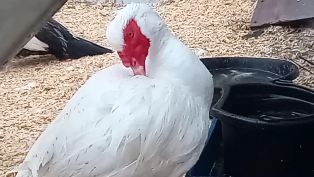 Дождь, туман и лед / Пол в утятнике