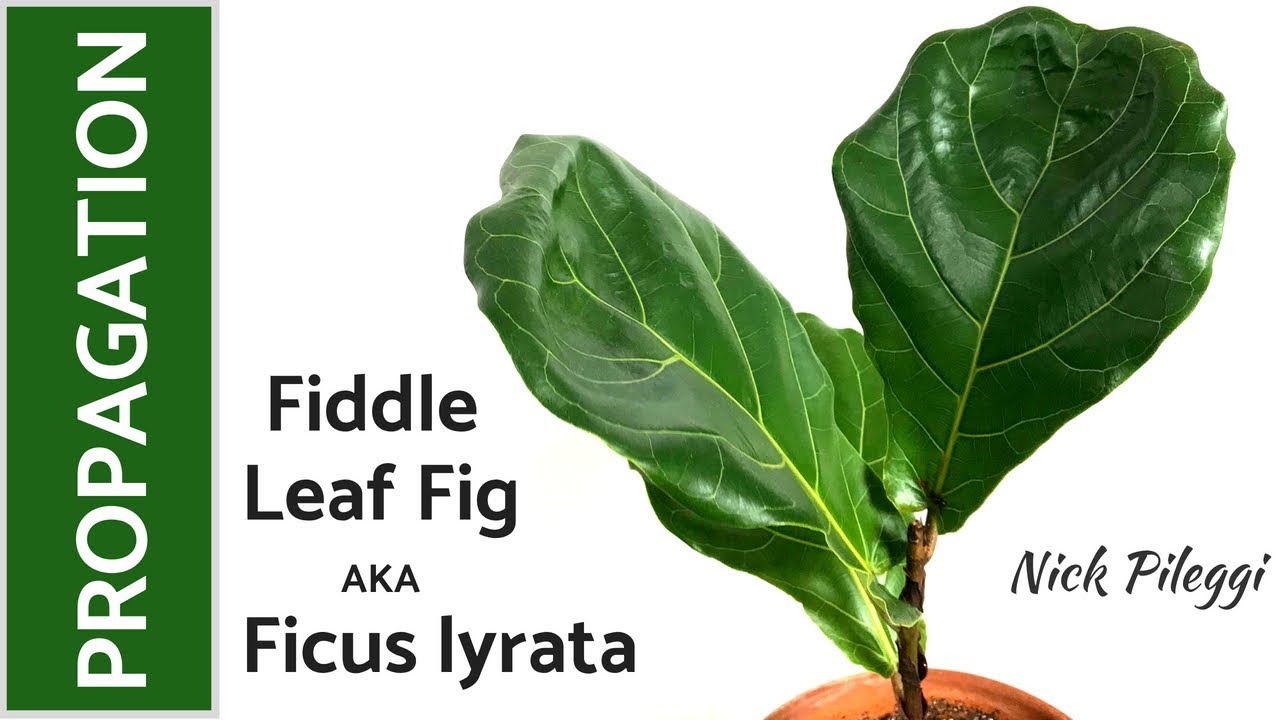 Как размножить фикус лировидный (Ficus lyrata)