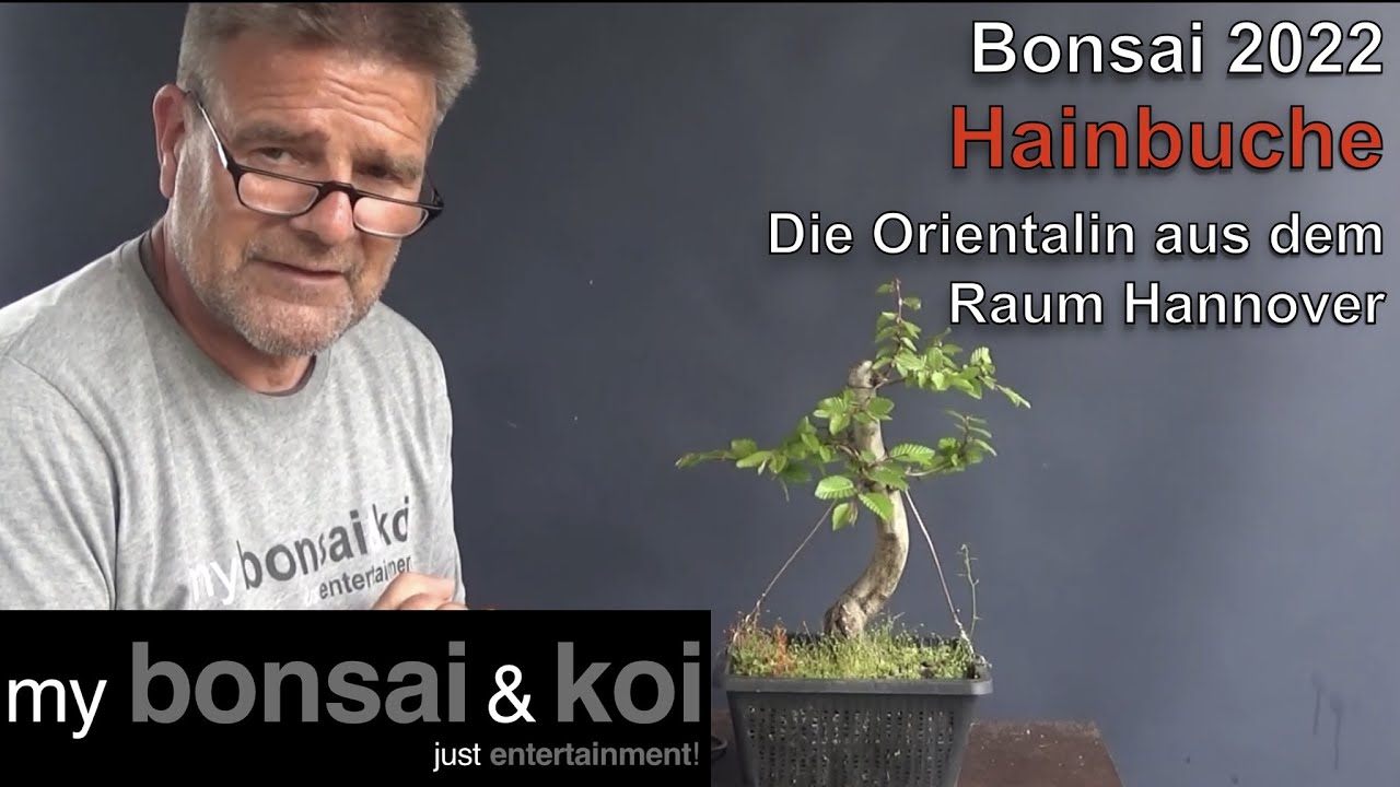 Bonsai 2022-30 - Hainbuche - Carpinus orientalis - Die Orientalin aus dem Raum Hannover