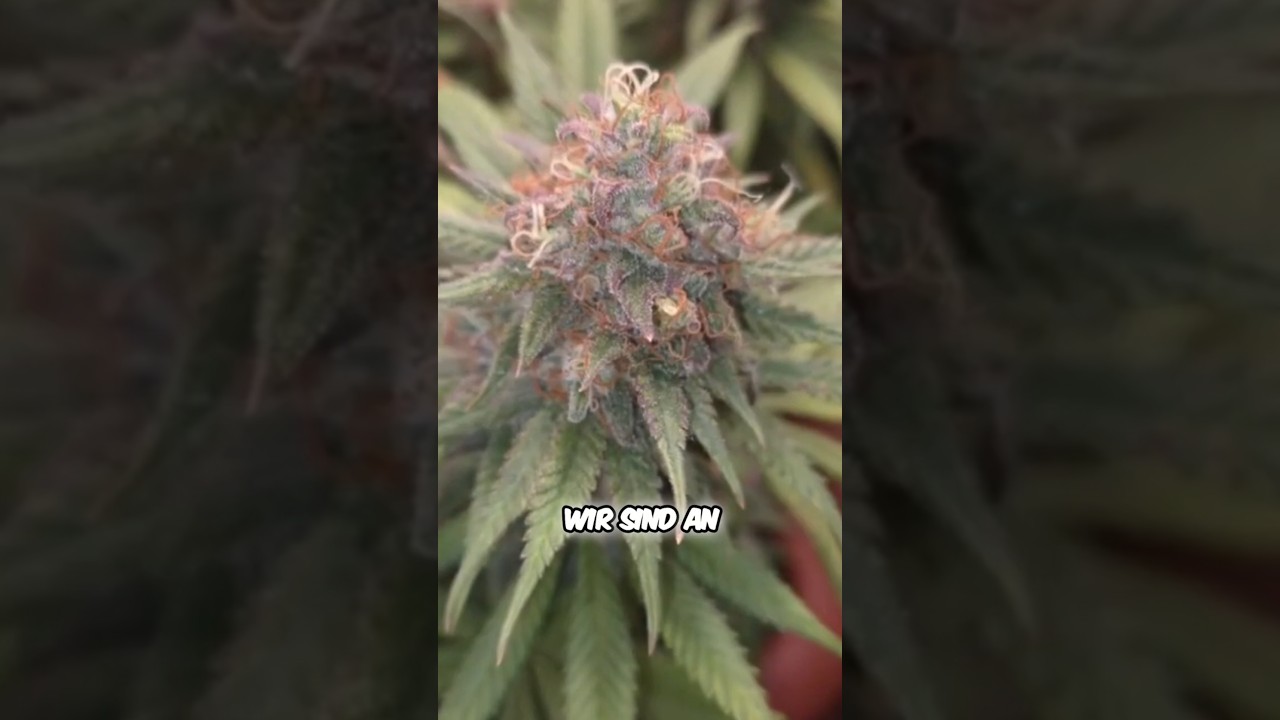 So sehen Skunk & Blueberry kurz vor der Ernte WIRKLICH aus! 😱💎