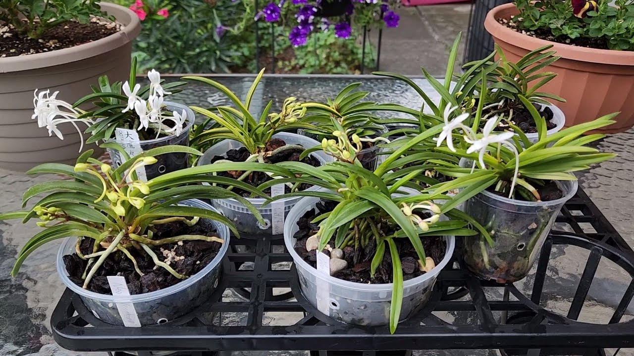 Sophie's Garden 夏天是风兰的花季，看我怎么种风兰
