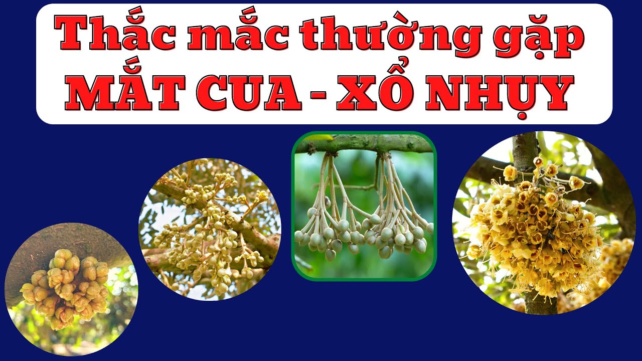 Các thắc mắc thường gặp từ nhú mắt cua đến xổ nhụy | Xử lý ra hoa sầu riêng mùa thuận 2023