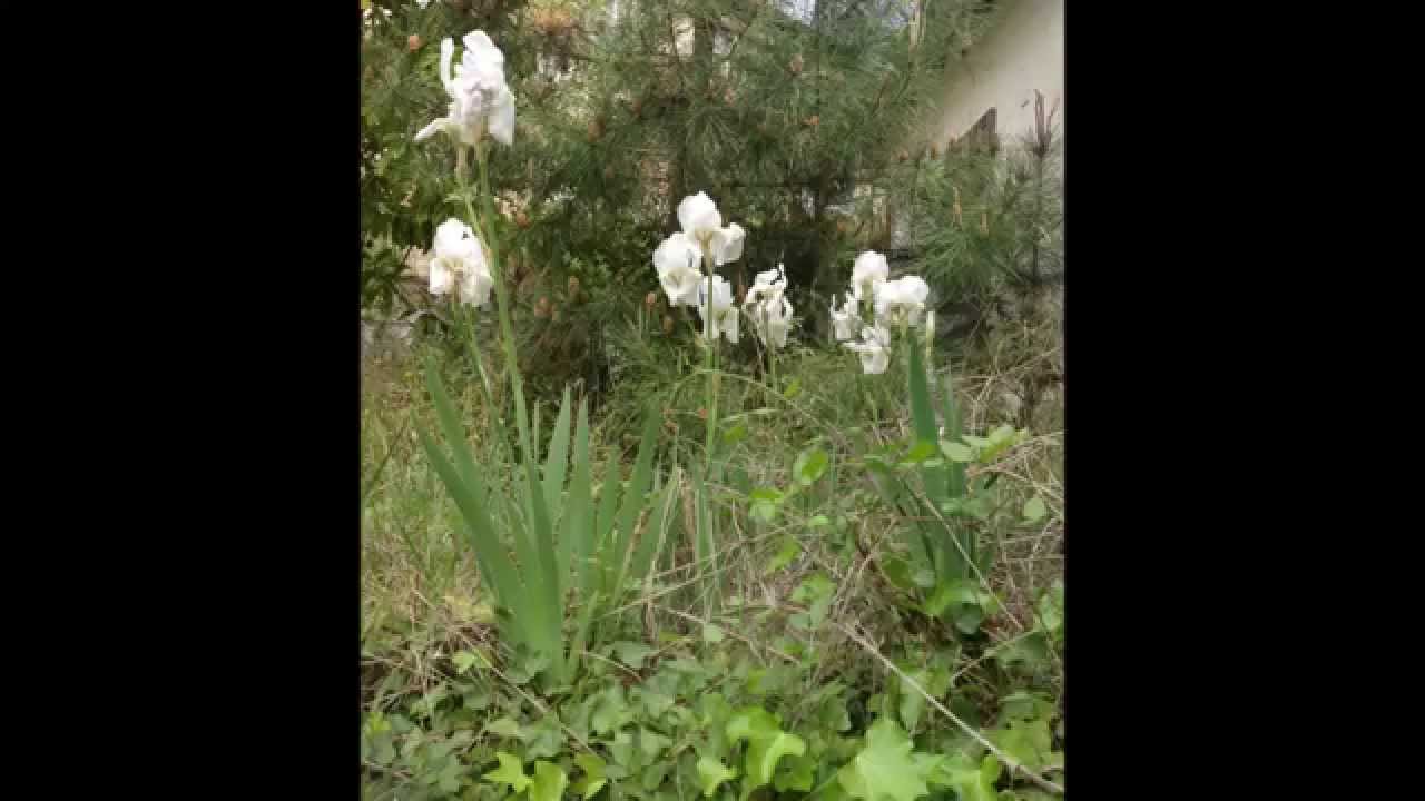 Ex Sanatorio