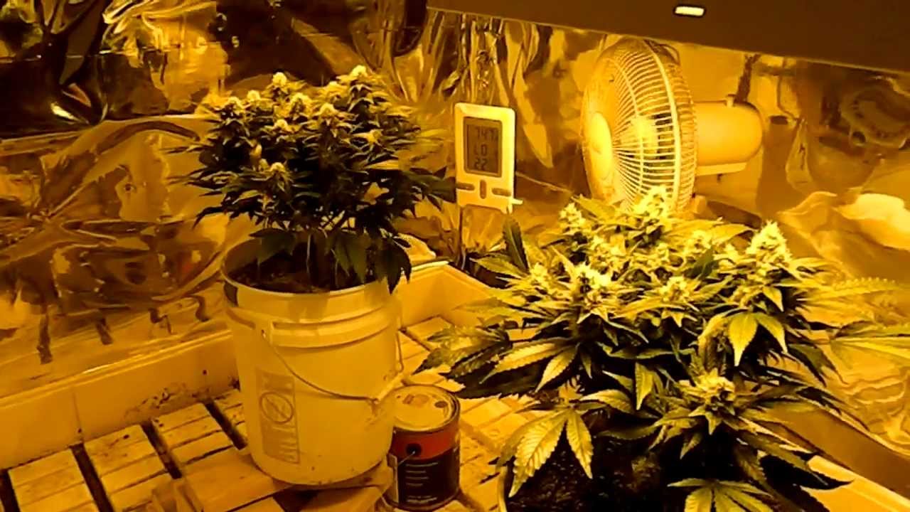 Medical Garden Update